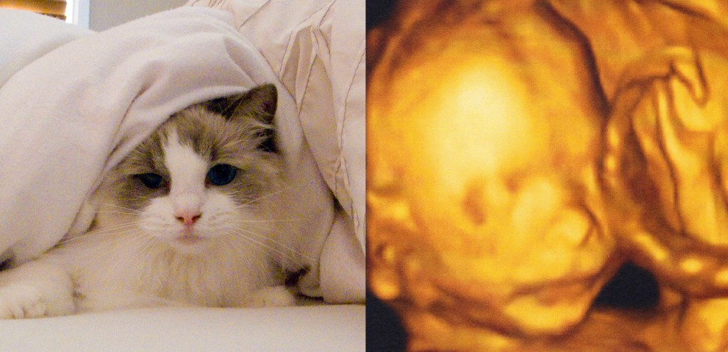 Our Pet Cat - Fuzzie (Tiger) and Our Baby Boy - Addison (Jellybean or Addi) Our Tiger - Fuzzie & Our Baby Boy - Addison (Jellybean or Addi)
