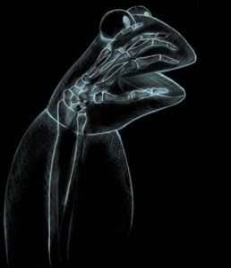 Kermit the Frog Xray