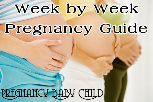 Week by Week Pregnancy Guide Week by Week Pregnancy Guide
