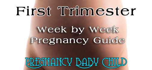 First Trimester