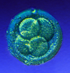 Two Day Old Human Embryo at Four Cell Stage of Development.