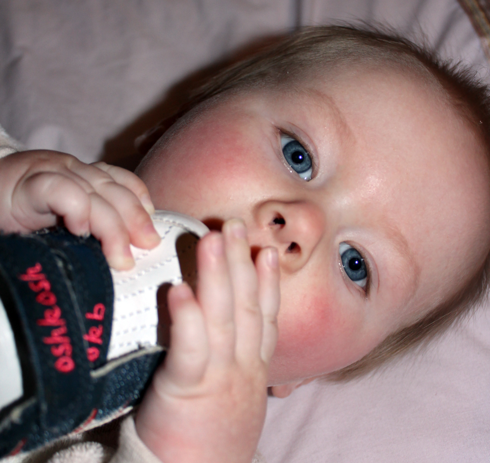 Preston Chewing His Shoe